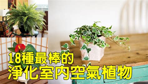 淨化空氣招財室內植物|【淨化空氣又好養的9大類室內植物！連NASA也推薦！】